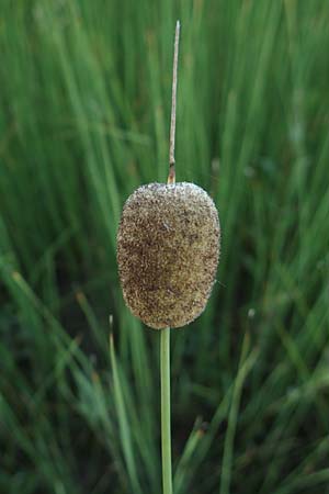 Typha minima \ Zwerg-Rohrkolben / Dwarf Bulrush, Miniature Cattail, A Bregenz 10.7.2015