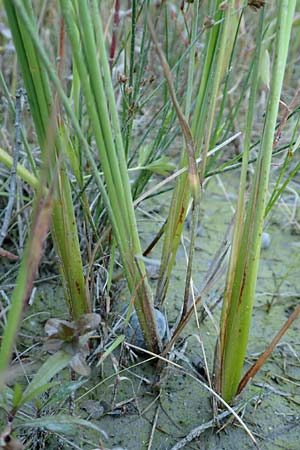 Typha minima \ Zwerg-Rohrkolben / Dwarf Bulrush, Miniature Cattail, A Bregenz 10.7.2015