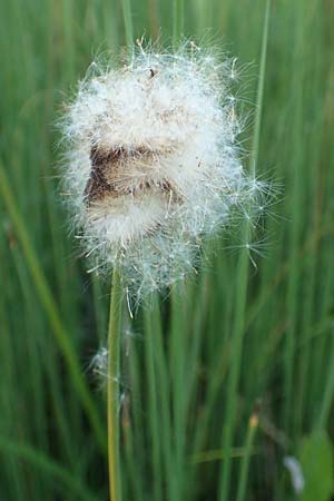 Typha minima \ Zwerg-Rohrkolben / Dwarf Bulrush, Miniature Cattail, A Bregenz 10.7.2015