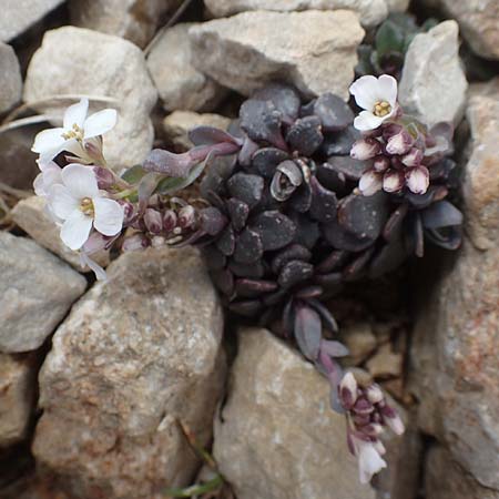 Noccaea alpestris \ Voralpen-T&auml;schelkraut, Alpen-Hellerkraut / Alpine Penny-Cress, A K&auml;rnten/Carinthia, Hochobir 19.5.2016
