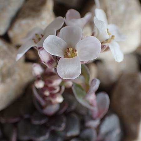 Noccaea alpestris \ Voralpen-T&auml;schelkraut, Alpen-Hellerkraut / Alpine Penny-Cress, A K&auml;rnten/Carinthia, Hochobir 19.5.2016