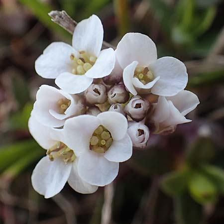 Noccaea alpestris \ Voralpen-T&auml;schelkraut, Alpen-Hellerkraut / Alpine Penny-Cress, A K&auml;rnten/Carinthia, Hochobir 19.5.2016