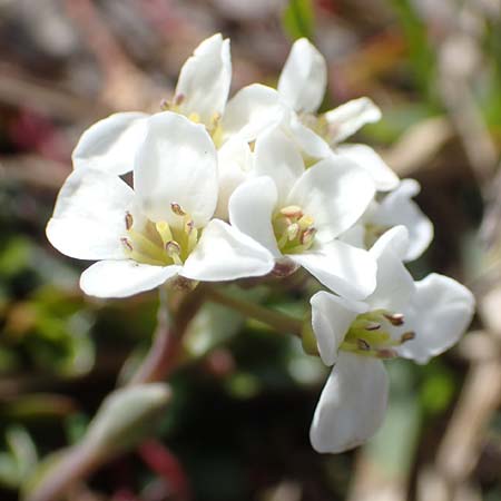 Noccaea alpestris \ Voralpen-T&auml;schelkraut, Alpen-Hellerkraut / Alpine Penny-Cress, A K&auml;rnten/Carinthia, Hochobir 19.5.2016