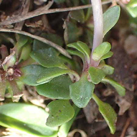 Noccaea alpestris \ Voralpen-T&auml;schelkraut, Alpen-Hellerkraut / Alpine Penny-Cress, A K&auml;rnten/Carinthia, Hochobir 19.5.2016