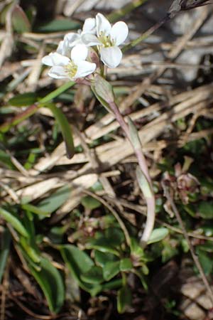Noccaea alpestris \ Voralpen-T&auml;schelkraut, Alpen-Hellerkraut / Alpine Penny-Cress, A K&auml;rnten/Carinthia, Hochobir 19.5.2016