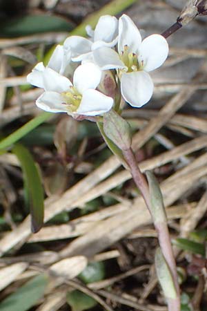 Noccaea alpestris \ Voralpen-T&auml;schelkraut, Alpen-Hellerkraut / Alpine Penny-Cress, A K&auml;rnten/Carinthia, Hochobir 19.5.2016