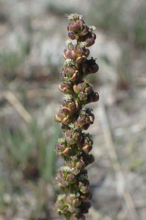 Triglochin maritimum \ Strand-Dreizack / Arrowgrass, A Seewinkel, Podersdorf 10.5.2022