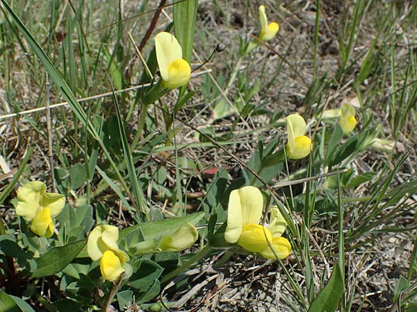 Lotus maritimus \ Gelbe Spargelerbse / Dragon's-Teeth, A Seewinkel, Podersdorf 10.5.2022