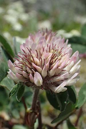 Trifolium pratense subsp. nivale \ Schnee-Klee / Snow Clover, A Bad Gastein 29.6.2025