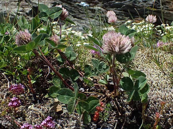 Trifolium pratense subsp. nivale \ Schnee-Klee / Snow Clover, A Bad Gastein 29.6.2025