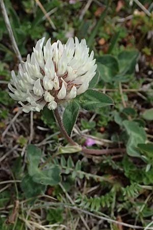 Trifolium pratense subsp. nivale \ Schnee-Klee / Snow Clover, A Großglockner 30.6.2025