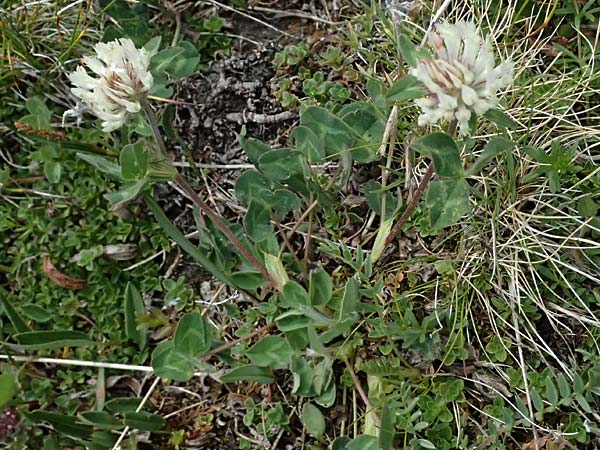 Trifolium pratense subsp. nivale \ Schnee-Klee / Snow Clover, A Großglockner 30.6.2025
