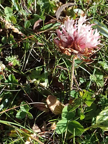 Trifolium pratense subsp. nivale \ Schnee-Klee / Snow Clover, A Großglockner 11.8.2025