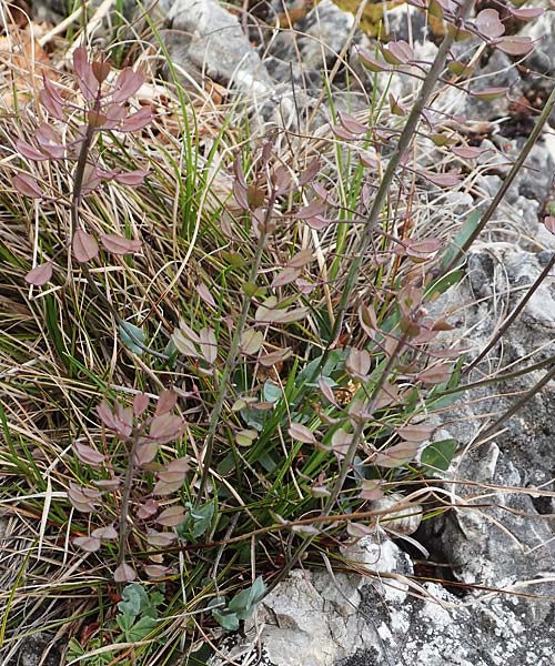 Noccaea praecox \ Frhes Hellerkraut, Frhblhendes Tschelkraut / Early Penny-Cress, A Kärnten/Carinthia, St. Paul im Lavanttal 16.5.2016