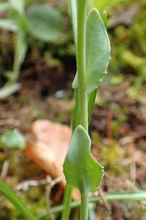 Noccaea praecox \ Frhes Hellerkraut, Frhblhendes Tschelkraut / Early Penny-Cress, A Kärnten/Carinthia, Feistritz im Rosental 17.5.2016