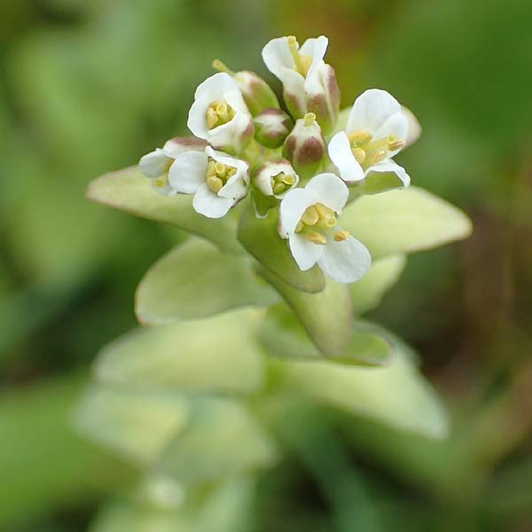 Noccaea caerulescens \ Gebirgs-Hellerkraut, Bluliches Tschelkraut / Alpine Penny-Cress, A Kärnten/Carinthia, Feistritz im Rosental 17.5.2016