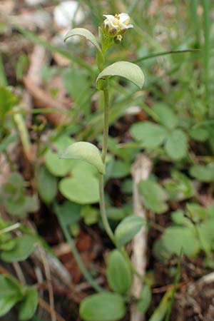 Noccaea caerulescens \ Gebirgs-Hellerkraut, Bluliches Tschelkraut / Alpine Penny-Cress, A Kärnten/Carinthia, Feistritz im Rosental 17.5.2016