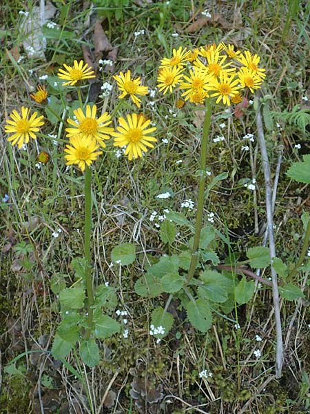Tephroseris pseudocrispa \ Cividale-Greiskraut, A Kärnten, Koralpe 21.5.2016