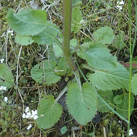 Tephroseris pseudocrispa \ Cividale-Greiskraut, A Kärnten, Koralpe 21.5.2016