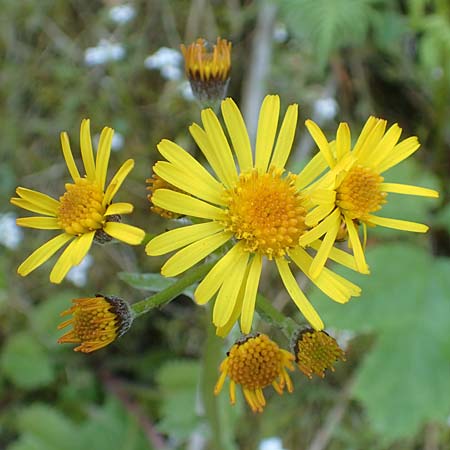 Tephroseris pseudocrispa \ Cividale-Greiskraut, A Kärnten, Koralpe 21.5.2016