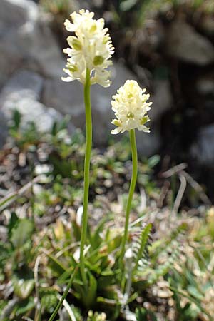 Tofieldia pusilla \ Kleine Simsenlilie / Scottish Asphodel, A Trenchtling 3.7.2019
