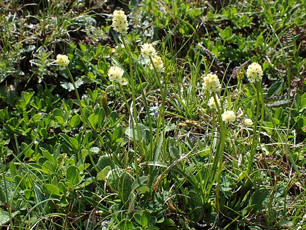 Tofieldia pusilla \ Kleine Simsenlilie / Scottish Asphodel, A Wölzer Tauern, Kleiner Zinken 24.7.2021