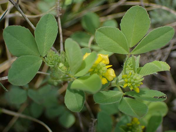 Trifolium patens \ Spreiz-Klee, Sdlicher Gold-Klee / Southern Hop Trefoil, A Seewinkel, Apetlon 8.5.2022