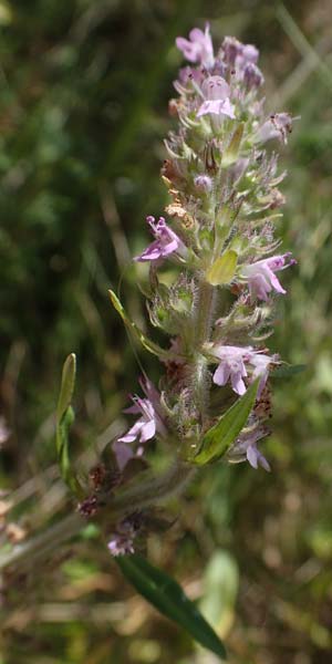 Thymus pannonicus \ Steppen-Thymian / Eurasian Thyme, A Weiden am Neusiedler See 8.7.2023