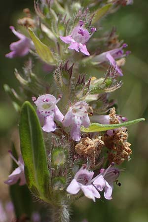 Thymus pannonicus \ Steppen-Thymian / Eurasian Thyme, A Weiden am Neusiedler See 8.7.2023