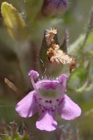 Thymus pannonicus \ Steppen-Thymian / Eurasian Thyme, A Weiden am Neusiedler See 8.7.2023