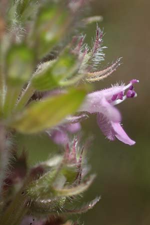 Thymus pannonicus \ Steppen-Thymian / Eurasian Thyme, A Weiden am Neusiedler See 8.7.2023