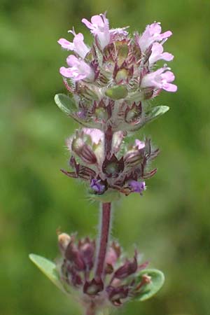 Thymus pannonicus \ Steppen-Thymian / Eurasian Thyme, A Siegendorf 12.7.2023