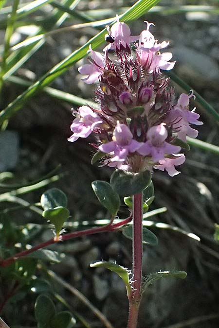 Thymus praecox \ Frhblhender Thymian, Kriech-Quendel / Mother of Thyme, A Hainburg 10.5.2025