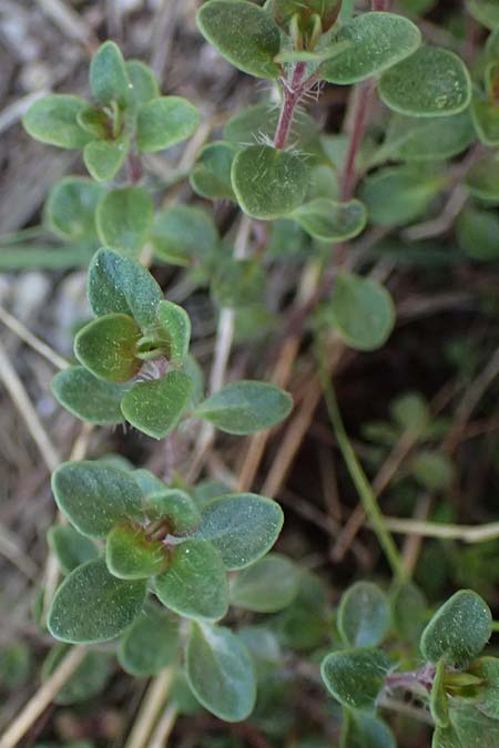 Thymus praecox \ Frhblhender Thymian, Kriech-Quendel / Mother of Thyme, A Hainburg 10.5.2025