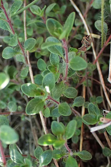 Thymus praecox \ Frhblhender Thymian, Kriech-Quendel / Mother of Thyme, A Hainburg 10.5.2025