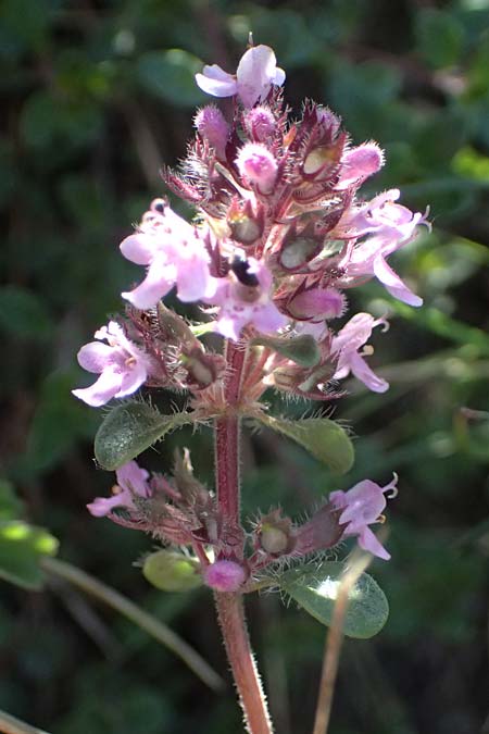 Thymus praecox \ Frhblhender Thymian, Kriech-Quendel / Mother of Thyme, A Hainburg 10.5.2025