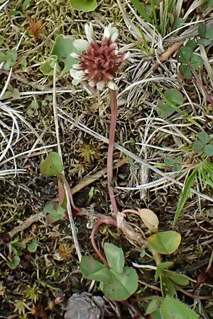 Trifolium pallescens \ Bleicher Klee, Mor&auml;nen-Klee / Pale Clover, A Felbertauern Nordportal 18.6.2026