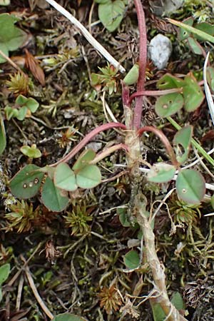 Trifolium pallescens \ Bleicher Klee, Mor&auml;nen-Klee / Pale Clover, A Felbertauern Nordportal 18.6.2026