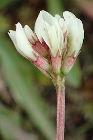 Trifolium pallescens \ Bleicher Klee, Mor&auml;nen-Klee / Pale Clover, A Felbertauern Nordportal 18.6.2026