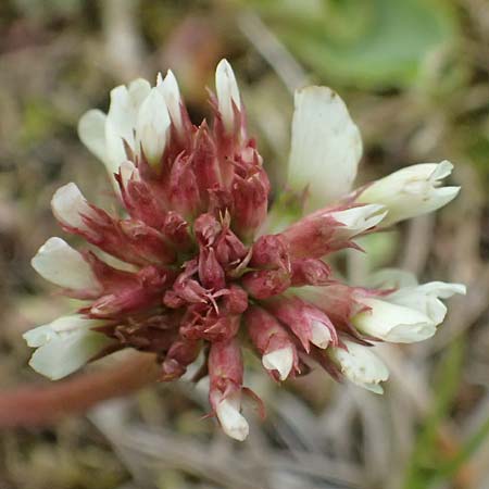 Trifolium pallescens \ Bleicher Klee, Mor&auml;nen-Klee / Pale Clover, A Felbertauern Nordportal 18.6.2026