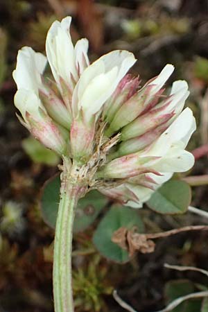 Trifolium pallescens \ Bleicher Klee, Mor&auml;nen-Klee / Pale Clover, A Felbertauern Nordportal 18.6.2026
