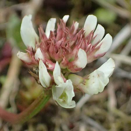 Trifolium pallescens \ Bleicher Klee, Mor&auml;nen-Klee / Pale Clover, A Felbertauern Nordportal 18.6.2026