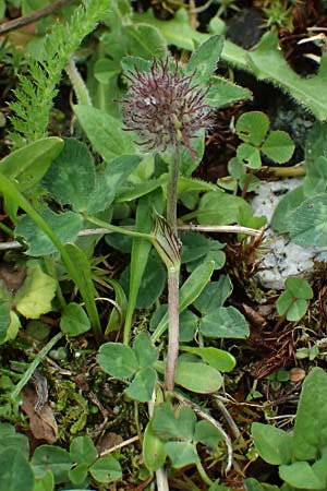 Trifolium pallescens \ Bleicher Klee, Mor&auml;nen-Klee / Pale Clover, A Felbertauern Nordportal 18.6.2026