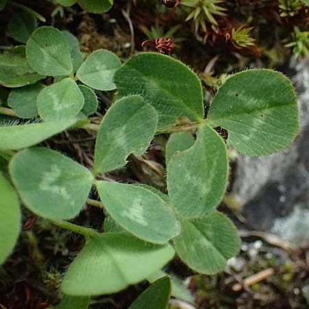 Trifolium pallescens \ Bleicher Klee, Mor&auml;nen-Klee / Pale Clover, A Felbertauern Nordportal 18.6.2026