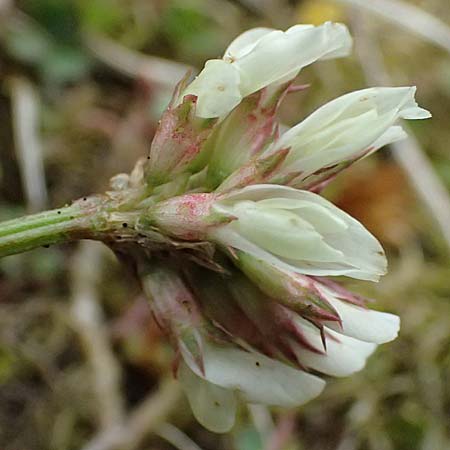 Trifolium pallescens \ Bleicher Klee, Mor&auml;nen-Klee / Pale Clover, A Felbertauern Nordportal 18.6.2026