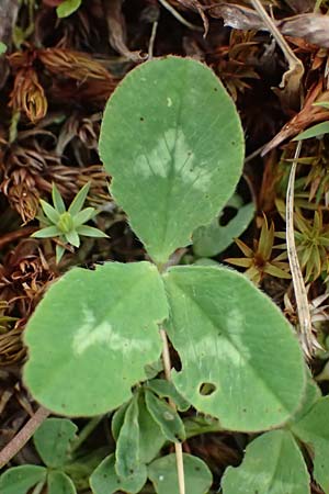 Trifolium pallescens \ Bleicher Klee, Mor&auml;nen-Klee / Pale Clover, A Felbertauern Nordportal 18.6.2026