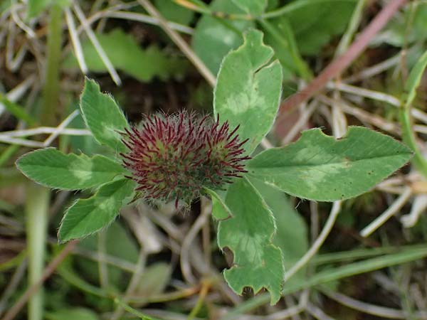 Trifolium pallescens \ Bleicher Klee, Mor&auml;nen-Klee / Pale Clover, A Felbertauern Nordportal 18.6.2026
