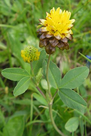 Trifolium badium \ Braun-Klee / Brown Clover, A Hahntennjoch 16.7.2010
