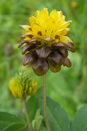 Trifolium badium \ Braun-Klee / Brown Clover, A Hahntennjoch 16.7.2010