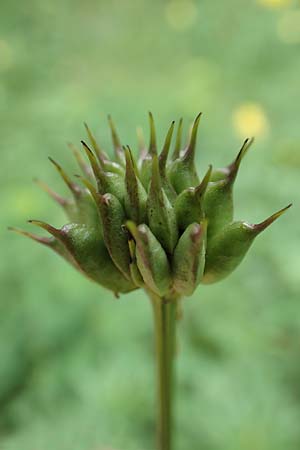 Trollius europaeus \ Trollblume / Globe Flower, A Neuhaus am Zellerrain 2.7.2019